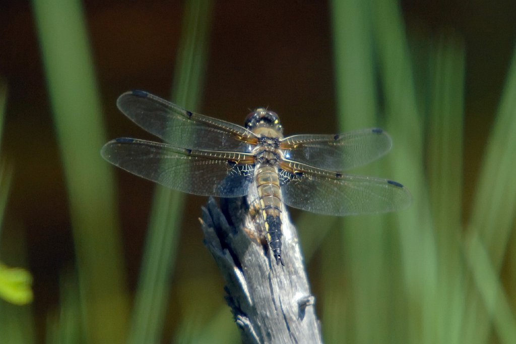 057 2006-07031118 Topsfield Area, ME.JPG - Four-spotted Skimmer, Topsfield Area, ME, 7-3-2006